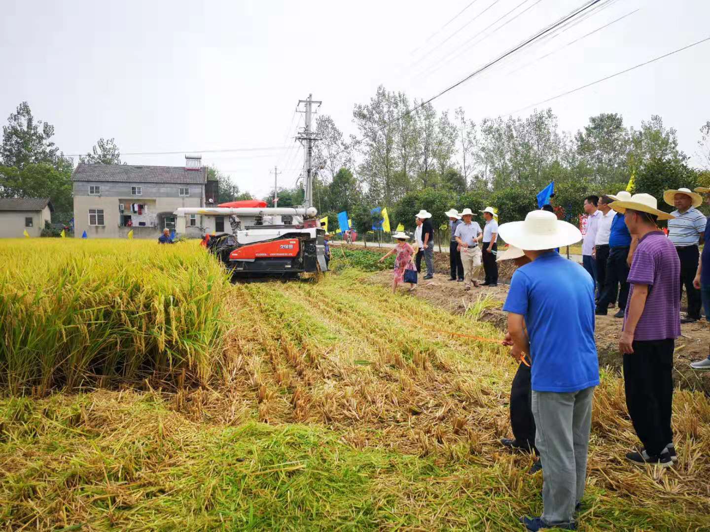 玛瑙米迎四方来宾 枝江稻跃全省前列